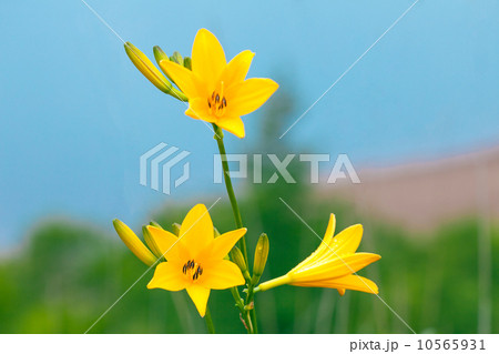 ノゾリキスゲ ノゾリキスゲ 10565931