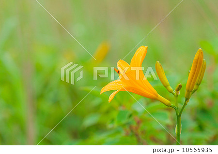 ノゾリキスゲ 10565935