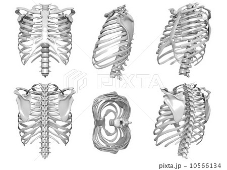 骨のイラスト素材