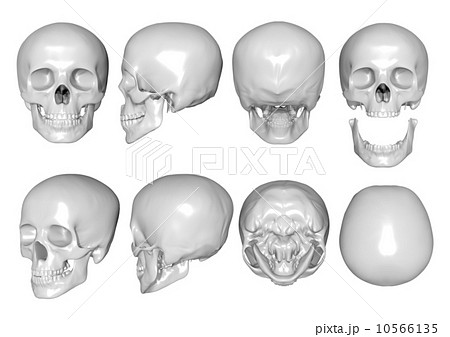 骨のイラスト素材