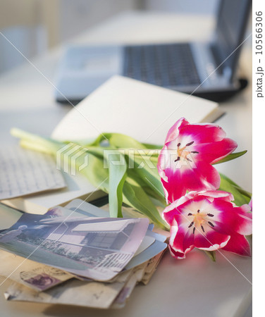 View of flowers, photography and laptop 10566306