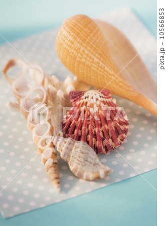 Studio Shot of seashells Studio Shot of seashells 10566853