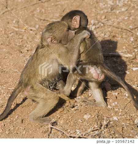 Baby baboons playing in dirt 10567142