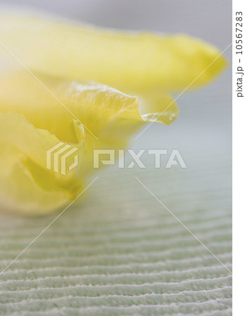 Studio Shot of chicory leaves 10567283
