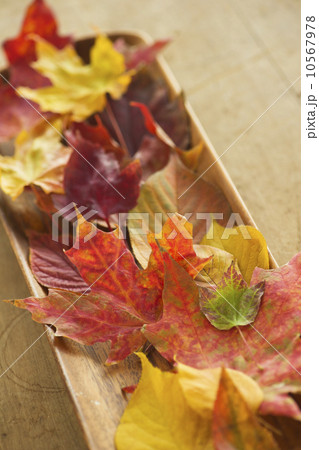 Colorful autumn leaves 10567978