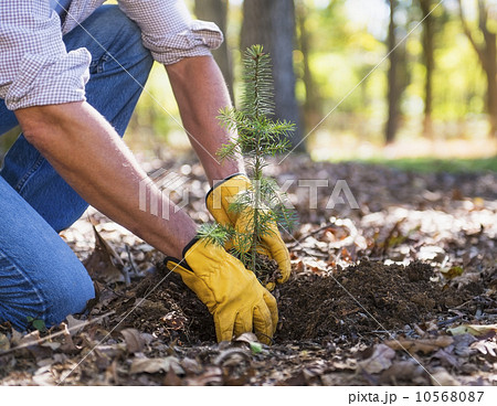 Man planting evergreen tree 10568087