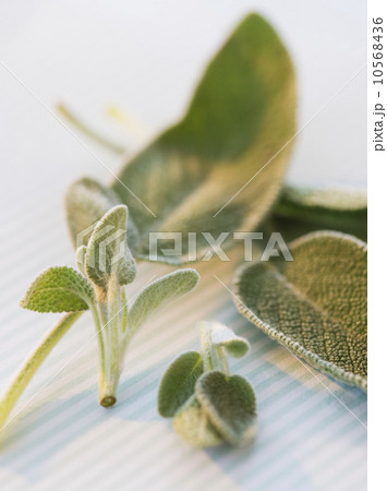 Studio shot of sage 10568436