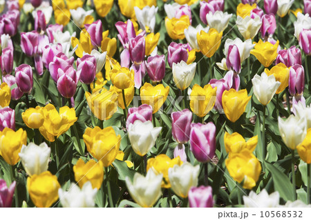 Field of tulip flowers 10568532