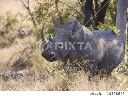 Wild rhinoceros standing in tall grass Wild rhinoceros standing in tall grass 10568645