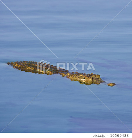 Crocodile swimming in water Crocodile swimming in water 10569488