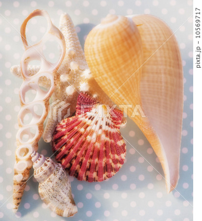 Composition of sea shells 10569717