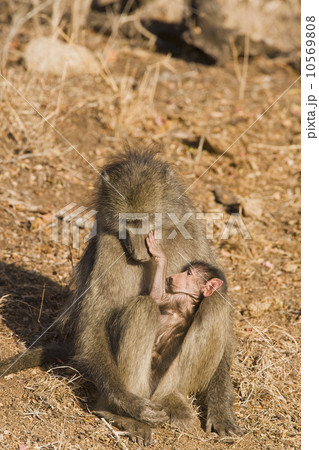 Baboon cradling baby in lap 10569808
