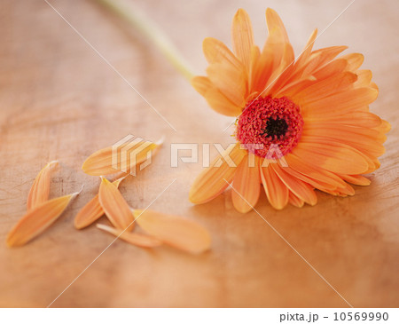 Close up of Chrysanthemum with fallen petals, studio shot 10569990