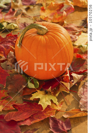 Halloween pumpkin 10570256