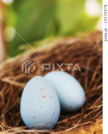 Close up of bird's eggs in nest, studio shot Close up of bird's eggs in nest, studio shot 10570478