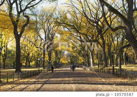 Alley in Central Park in autumn 10570587