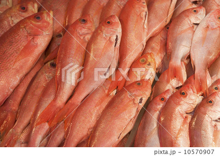 USA, New York City, heap of raw salmon USA, New York City, heap of raw salmon 10570907