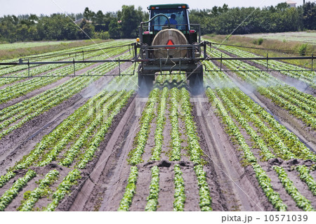Tractor spraying field, Florida, United States Tractor spraying field, Florida, United States 10571039