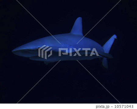 Side view of swimming shark 10571043