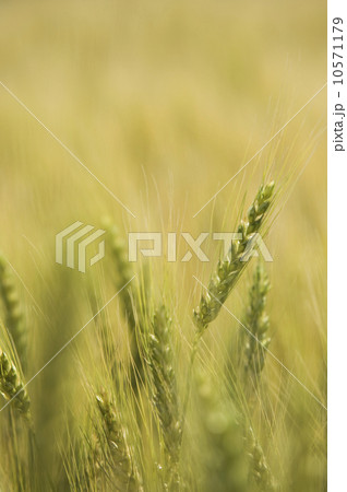 Close up of wheat 10571179