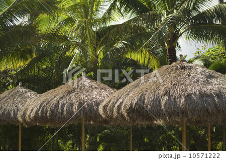 Palm frond umbrellas in front of palm trees 10571222