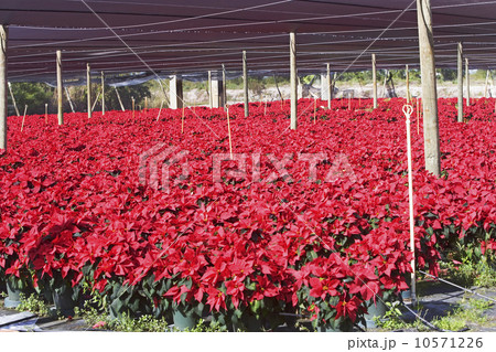 Flowers growing in greenhouse Flowers growing in greenhouse 10571226
