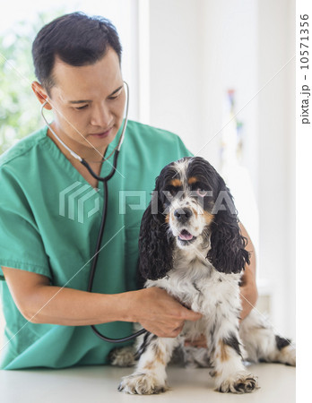 Mid adult vet attending to dog 10571356