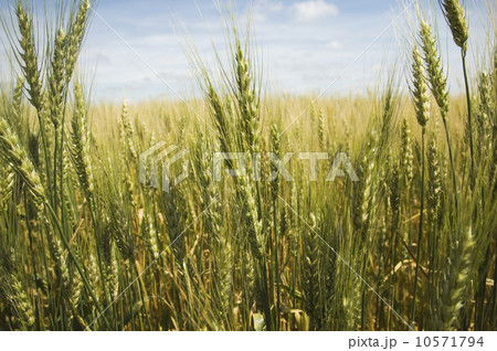 Close up of wheat in field Close up of wheat in field 10571794