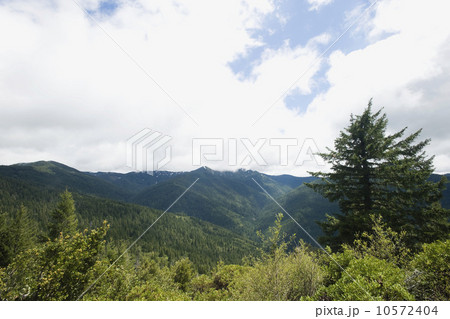 Forest and mountains Forest and mountains 10572404