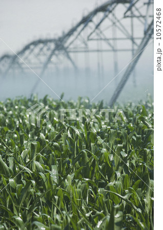 Irrigation over corn field 10572468