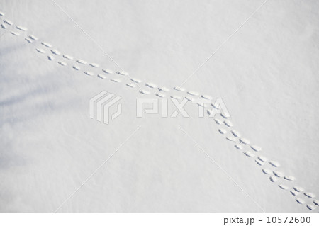 Footprints in snow 10572600
