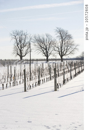 USA, New York, Cutchoge, snow-covered vineyard 10572608