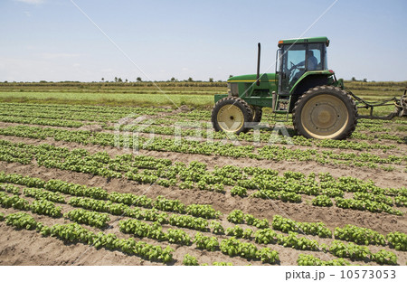 Tractor in field, Florida, United States 10573053