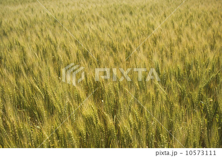 View of wheat field View of wheat field 10573111