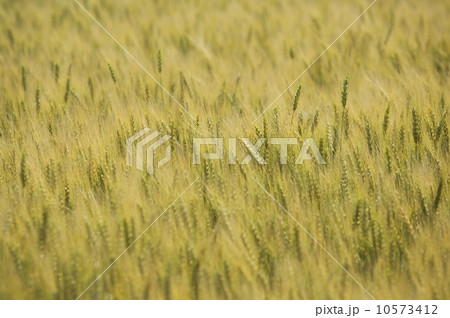 Close up of wheat field Close up of wheat field 10573412