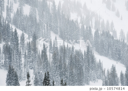 Snow covered trees on mountain, Wasatch Mountains, Utah, United States Snow covered trees on mountain, Wasatch Mountains, Utah, United States 10574814
