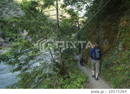 Hiker and dog on forest trail 10575264