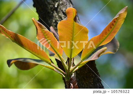 ホオノキ ホオノキ 10576322