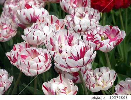 チューリップ（カーニバルデニース） 10576363