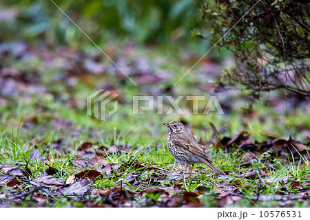 ウタツグミ 10576531