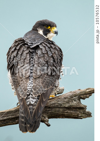 ハヤブサ 10576532