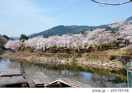 恵那峡の桜 10576548