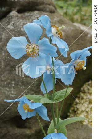 青色ケシの花 01 青色ケシの花 01 10576610