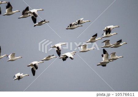 ハクガン ハクガン 10576611