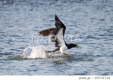 カツオドリ 10576716