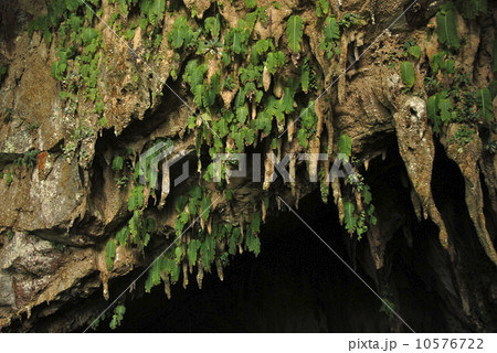 クリアウォーター洞窟 グヌン ムル国立公園 東マレーシア ボルネオ島 の写真素材