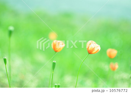 ヒナゲシの花 10576772
