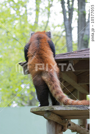 よいしょ 10577055