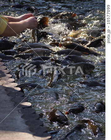 鯉の餌やり 鯉の餌やり 10577099