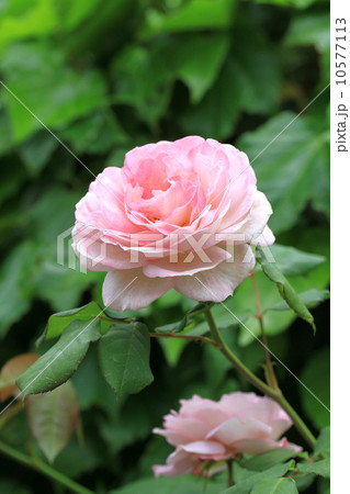 まほろば 10577113